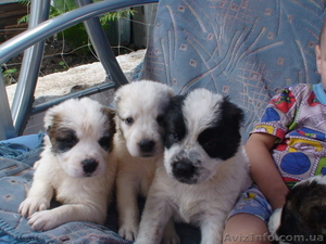 Щенки азиатской овчарки #313680