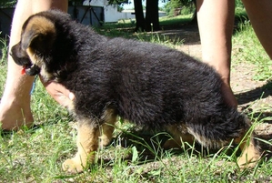 Щенки немецкой овчарки чепрачного окраса #324810