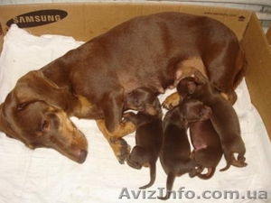 щенки гладкошерстной таксы кофейного окраса #335358