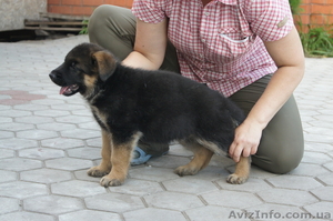 классных щенков немецкой овчарки #332019
