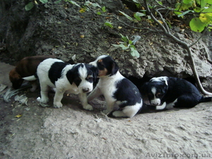 Симпатичные щеночки в хорошие руки #325450
