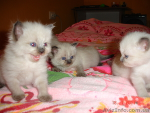 Котята невского маскарадного #324970