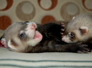 Продам Хорька (Фретку) #326151