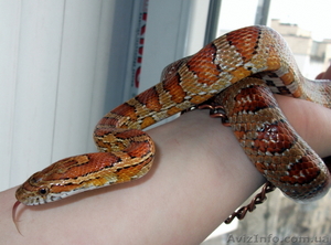 Маисовый полоз Elaphe Gutata девочка почти 2года... #326157
