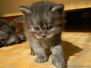 Красивые котята! #324925