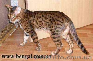 Продается Бенгальский кот,  Киев #332551