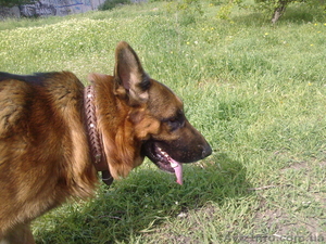 пордам щенков немецкой овчарки #335020