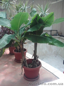 Банан японский,  пальма #322824