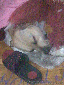 Вязка Амстафарда #320858