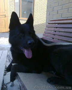 продам щнков немецкой овчарки #338221