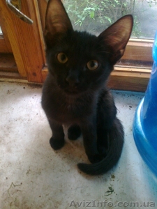 Отдам ласковую кошечку 3 месяца в хорошие руки #318909