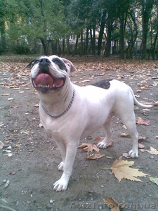Щенки американского бульдога  #317460
