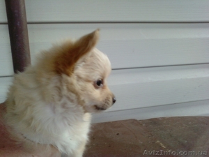 Длинношерстныые чихуахуа #315933