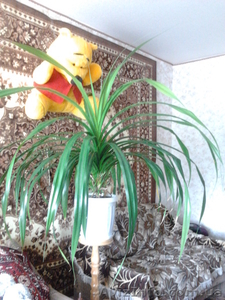 Продаю: цветок Панданус,  Полтава #335699