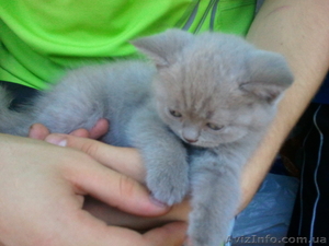 Продам котят.шотландская прямоухая,  1, 5мес #331887