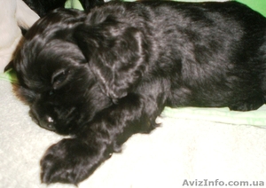 Продам щенков американского кокер-спаниеля,  Вся Украина #312461