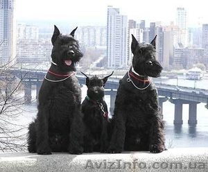 щенки ризеншнауцера #243818