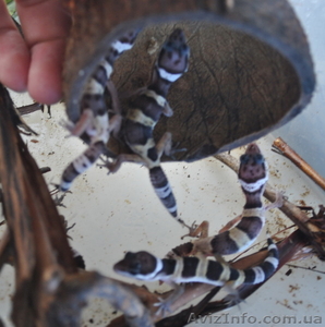 Детеныши эублефарок по дешевке #289221