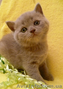 продаем котят породы скоттиш фолд и скоттиш страйт #314590