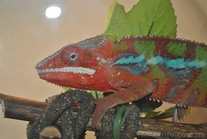 Продам выводок эублефар #292450