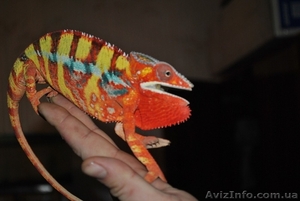Продажа редких животных #266522