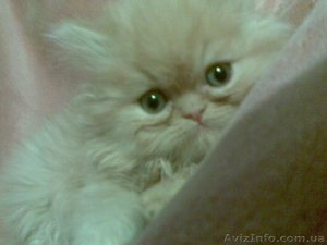 Чистокровные персидские котята #284680