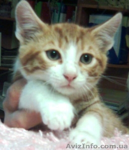 Озорные котята в подарок! #314660