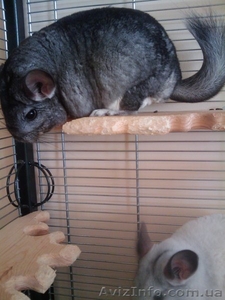 шиншиллы пара мальчик серый,  девочка белая #334935