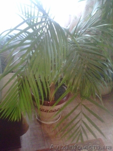 Декоративные растения #311810