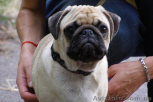 ПРОДАЁТСЯ ЩЕНОК МОПСА ОЧАРОВАТЕЛЬНЫЙ МАЛЬЧИК #311234