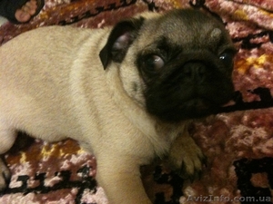 Щенки Мопса От Чемпиона Украины,  Киев. #310367