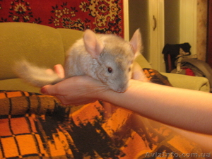 Продам малышей шиншилл #335058