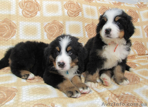 Элитные щенки бернского зенненхунда от титулованных родителей #305193