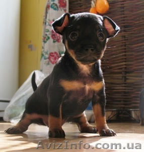 Щенки той-терера #313629