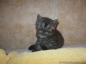 Скоттиш страйт (вискас) #336903