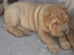 ПЛЮШЕВЫЕ ШАРПЕЙЧИКИ #334769