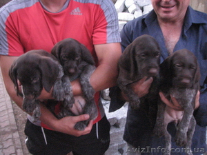 продам щенков немецкого дратхаара, с родословной клеменные. #336973