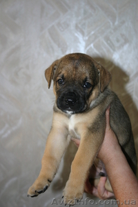 Отдам симпатичных щеночков в хорошие руки #337255