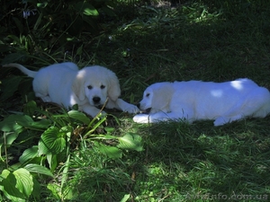 Элитные щенки золотистого ретривера. Питомник GoldenLife. #330479