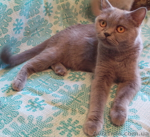 Продаются котята британцы 1, 5 месяца #313949