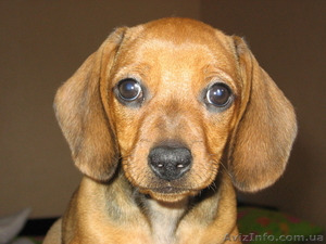 Три сорванца и две лапочки дочки. #335864