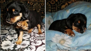 Продается щеночек Английского кокер спаниеля! #330601