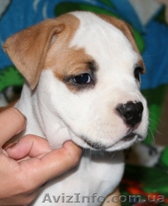 Девочка щенок Ам. Стафф Терьера #35923