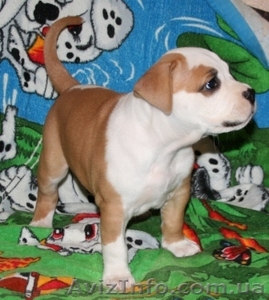 Элитные щенки Стаффоршидского Терьера #32785