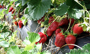 Земляника садовая #307614