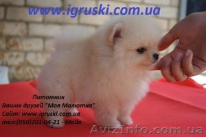 Щенки Померанского шпица шоу класса #311733