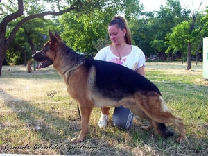 Кобель немецкой овчарки (вязка) #323577