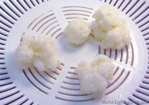 Тибетский молочный грибok #325198