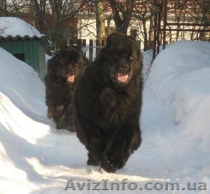 щенки ньюфаундленда в Киеве #317986