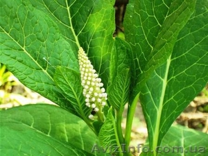 лаконос американский #327970